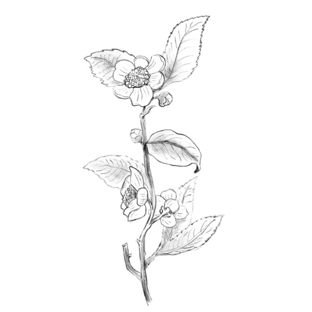 Ilustraci&oacute;n planta del te